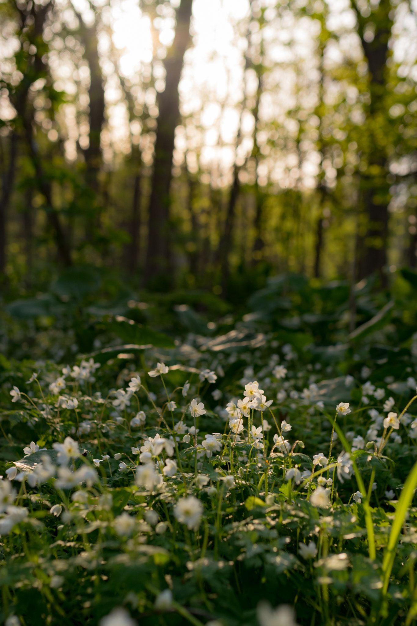 Nikon D5300 + Sigma 35mm F1.4 DG HSM Art sample photo. Forest of lily of the valley photography