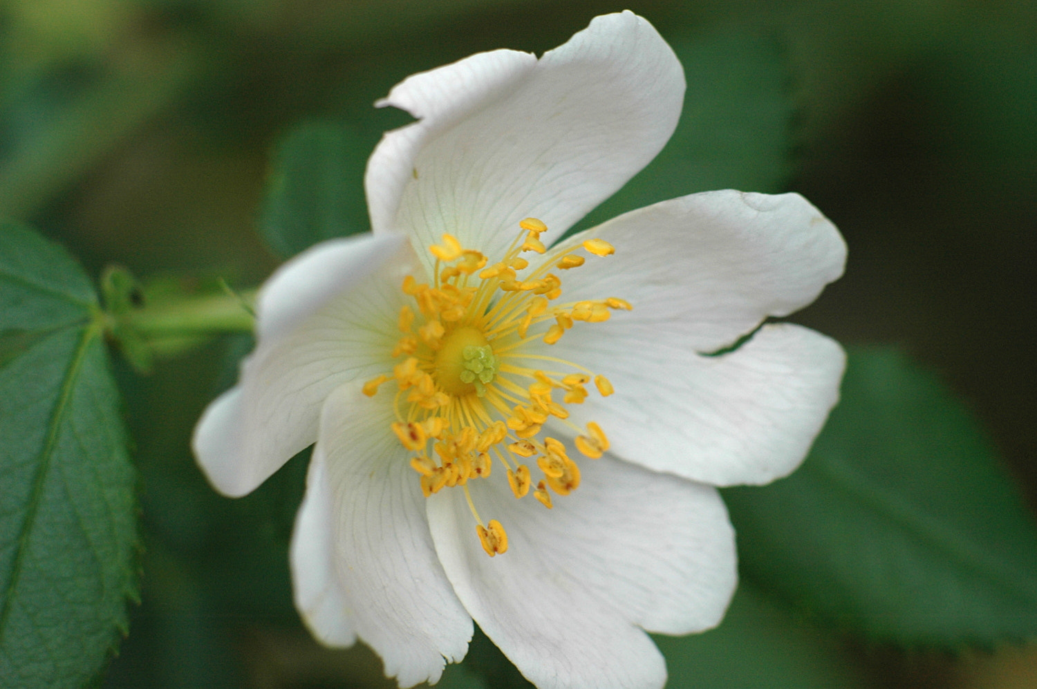 Nikon D70s + Sigma Macro 90mm F2.8 sample photo. A photography