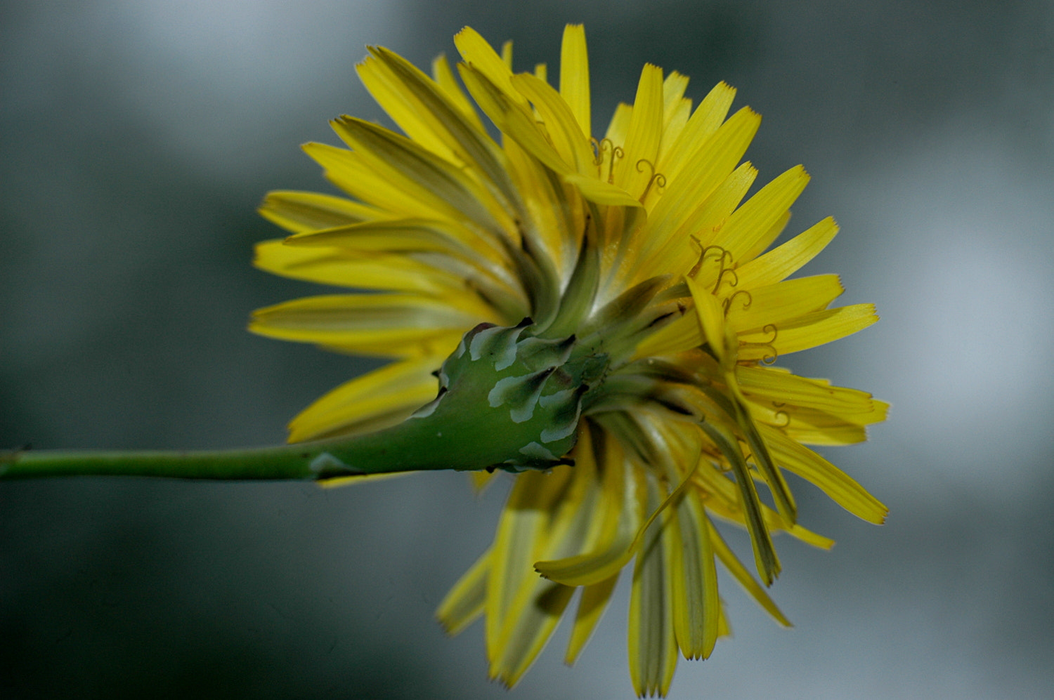 Nikon D70s + Sigma Macro 90mm F2.8 sample photo. A photography