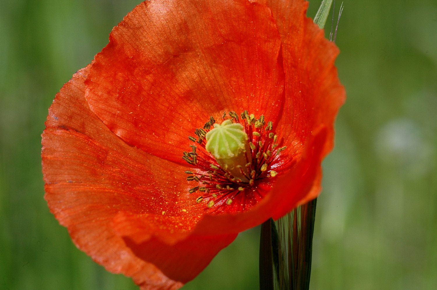 Nikon D70s + Sigma Macro 90mm F2.8 sample photo. A photography