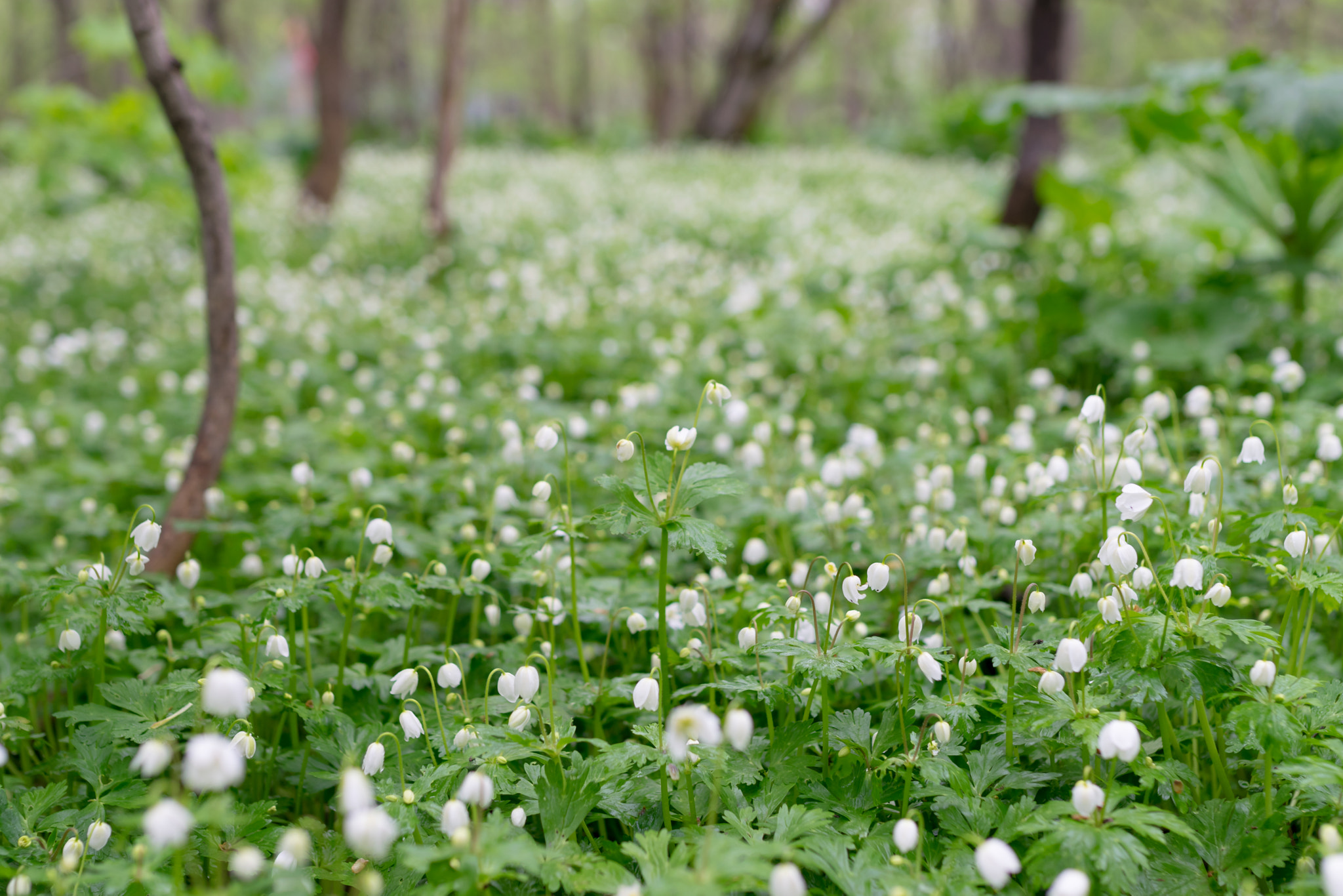 Nikon D5300 + Sigma 35mm F1.4 DG HSM Art sample photo. Garden of lily photography