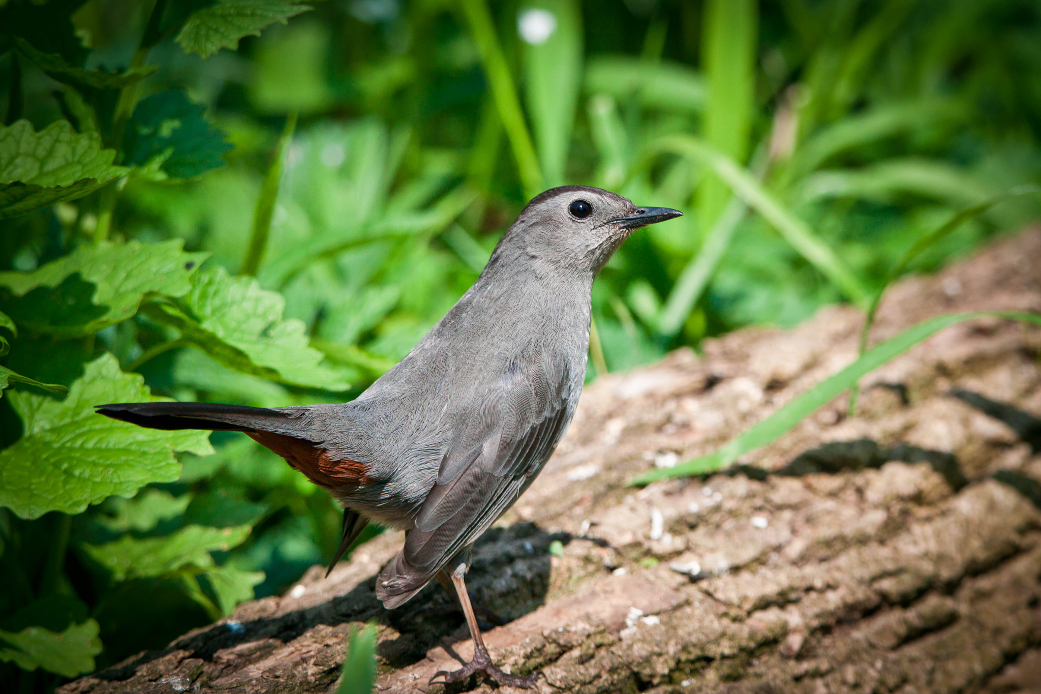 Tamron SP 150-600mm F5-6.3 Di VC USD sample photo. Gray catbird photography