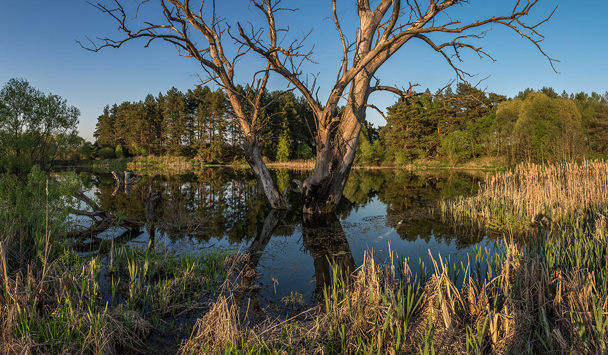 Nikon AF-S Nikkor 28-70mm F2.8 ED-IF sample photo. Сухое дерево в воде photography
