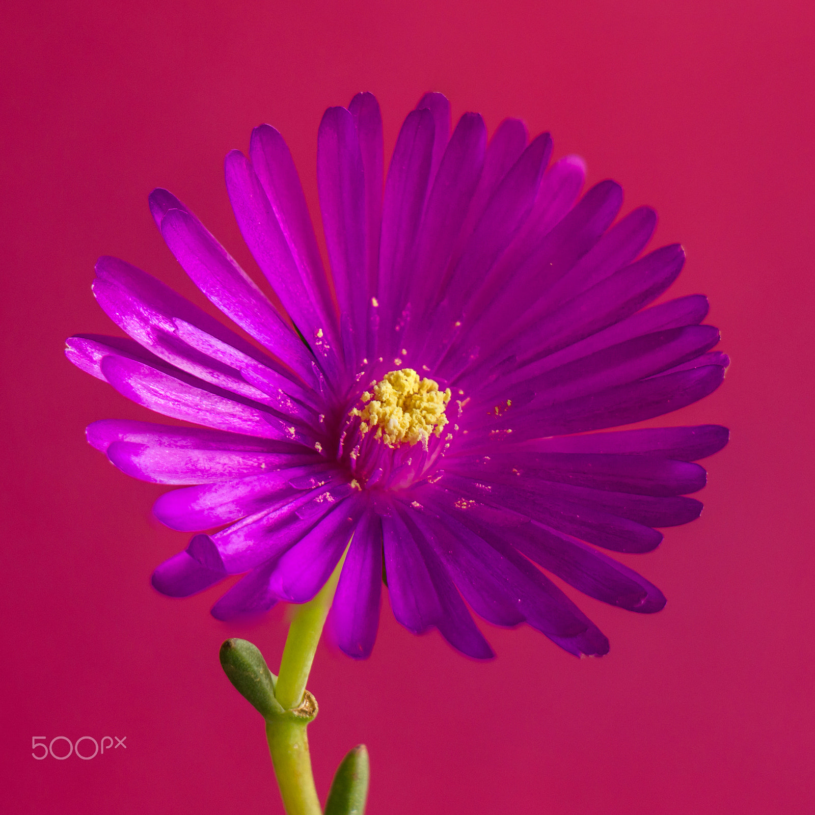 Canon EF-S 18-135mm F3.5-5.6 IS STM sample photo. Magenta photography