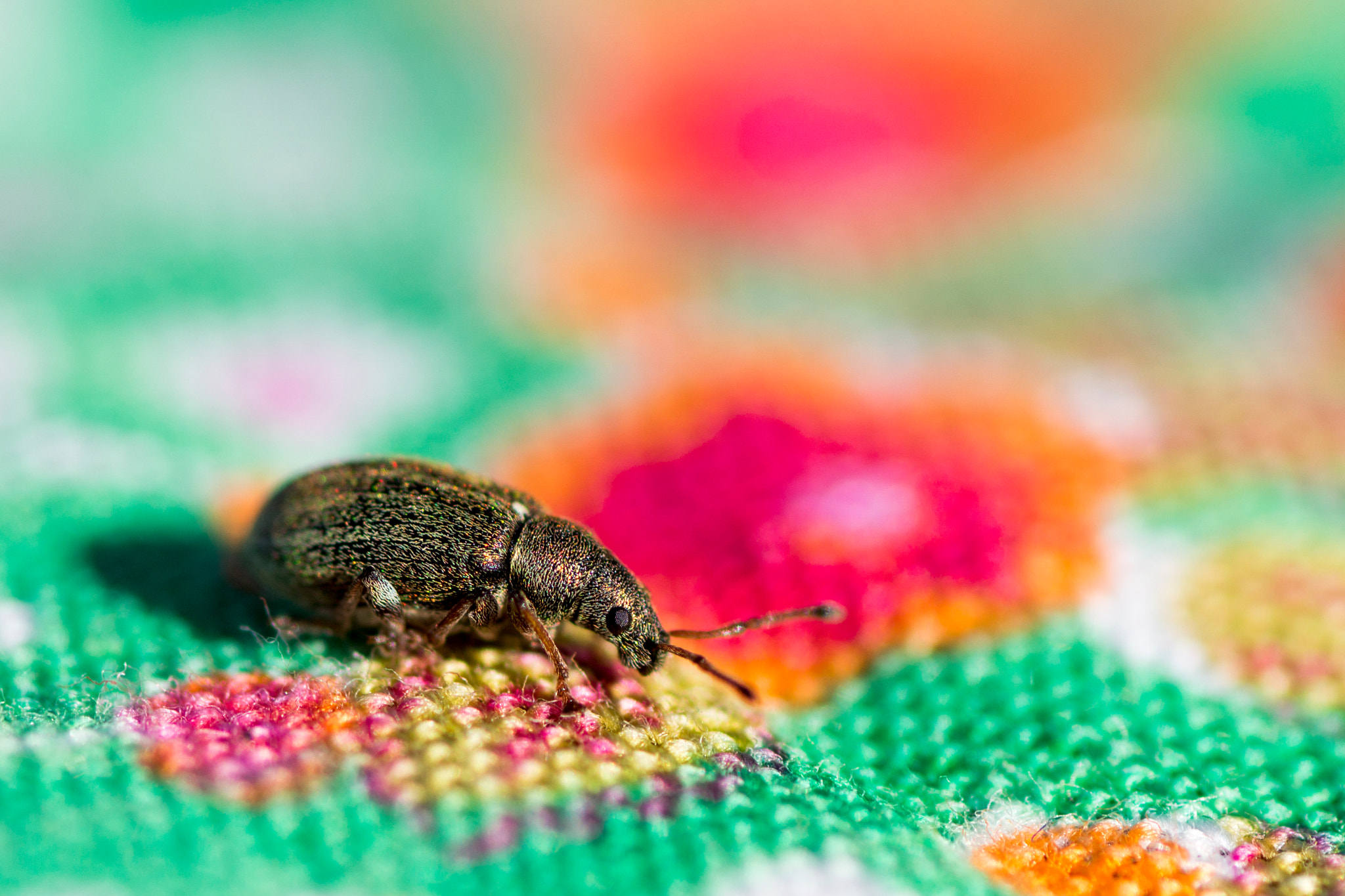 Canon EOS 650D (EOS Rebel T4i / EOS Kiss X6i) + Tamron SP AF 90mm F2.8 Di Macro sample photo. Bug on the blanket... photography