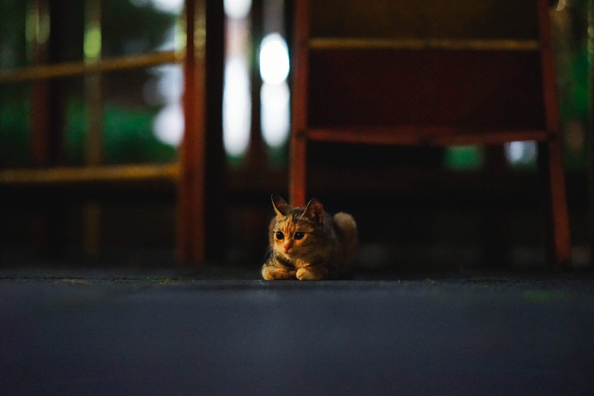 Sony a7 + Sony FE 85mm F1.4 GM sample photo. Cat in the dark photography