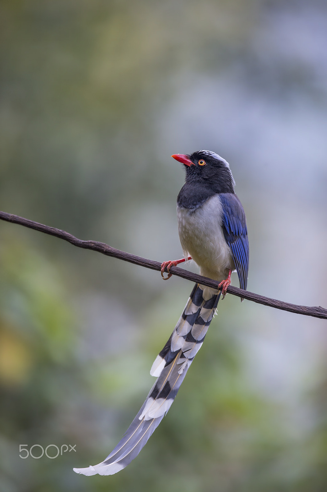 Nikon D4 sample photo. Red-billed blue magpie photography