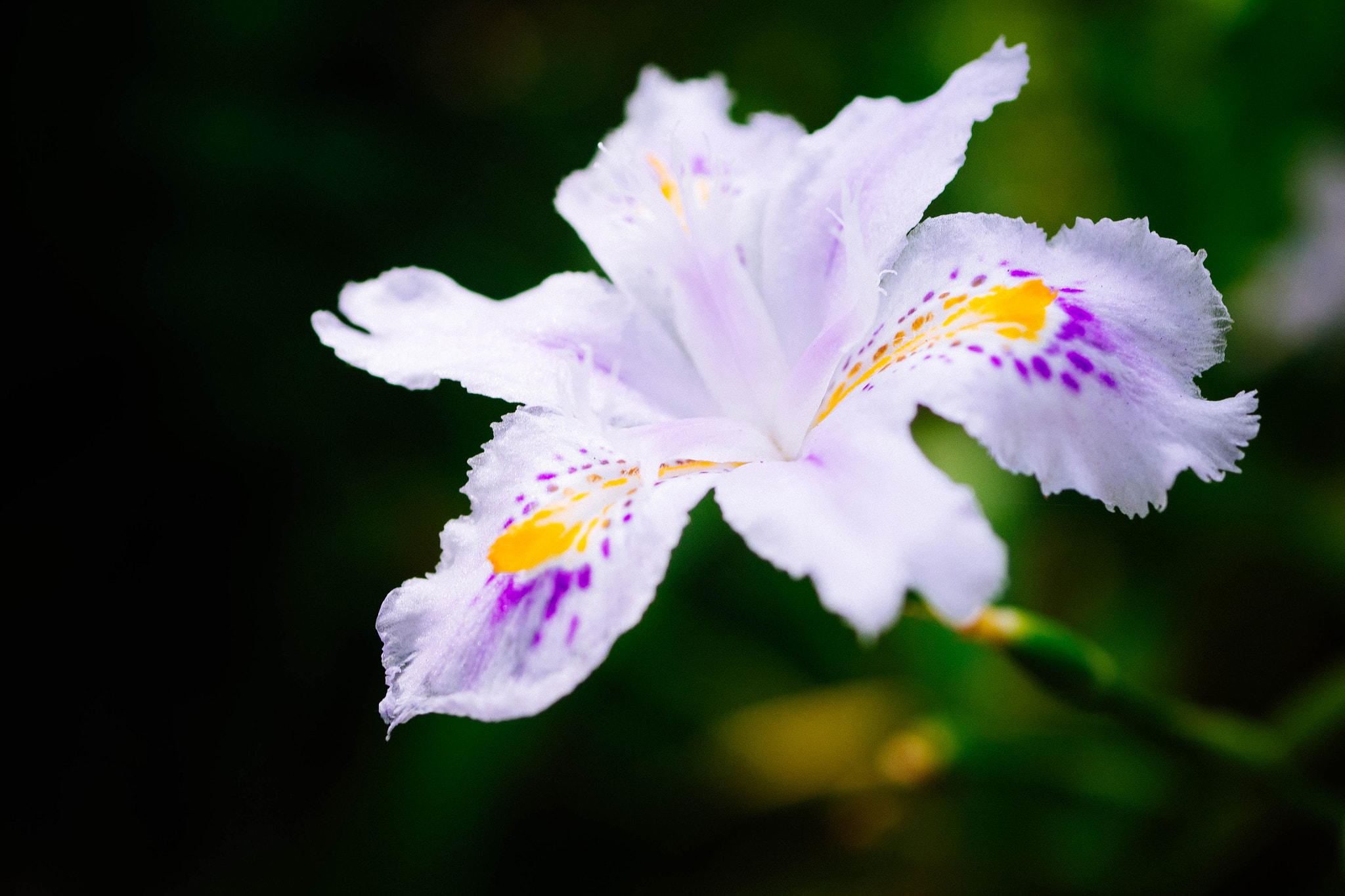 Olympus OM-D E-M1 + Panasonic Lumix G Macro 30mm F2.8 ASPH Mega OIS sample photo. Fringed iris photography