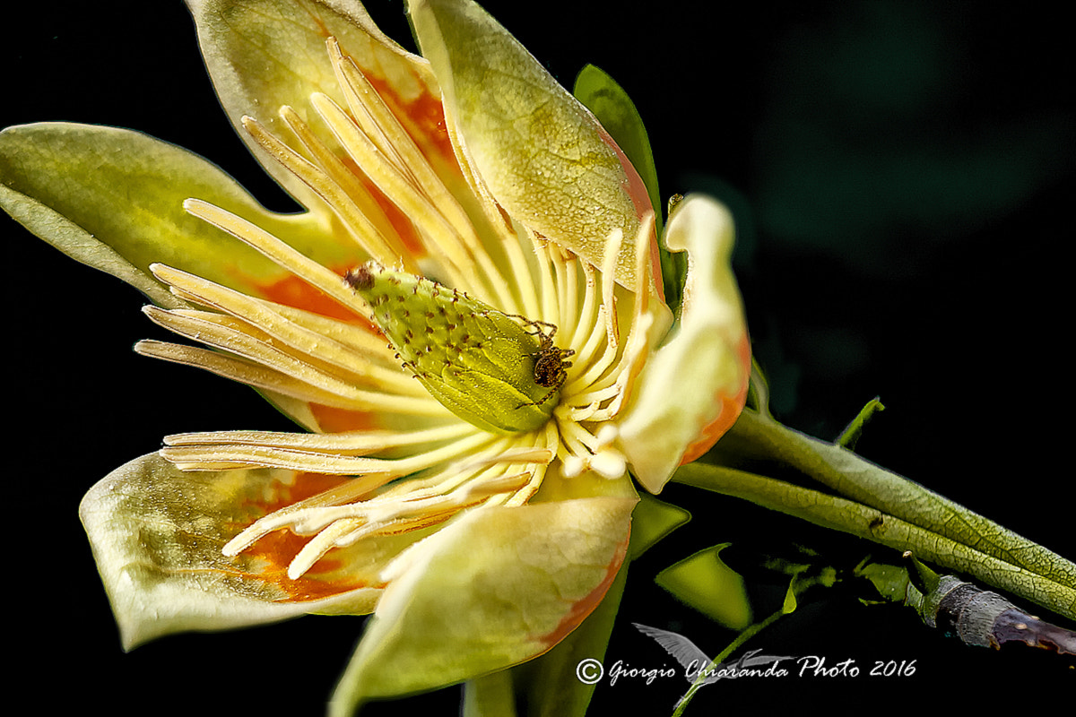 Sigma APO Macro 150mm f/2.8 EX DG HSM sample photo. Liriodendro photography