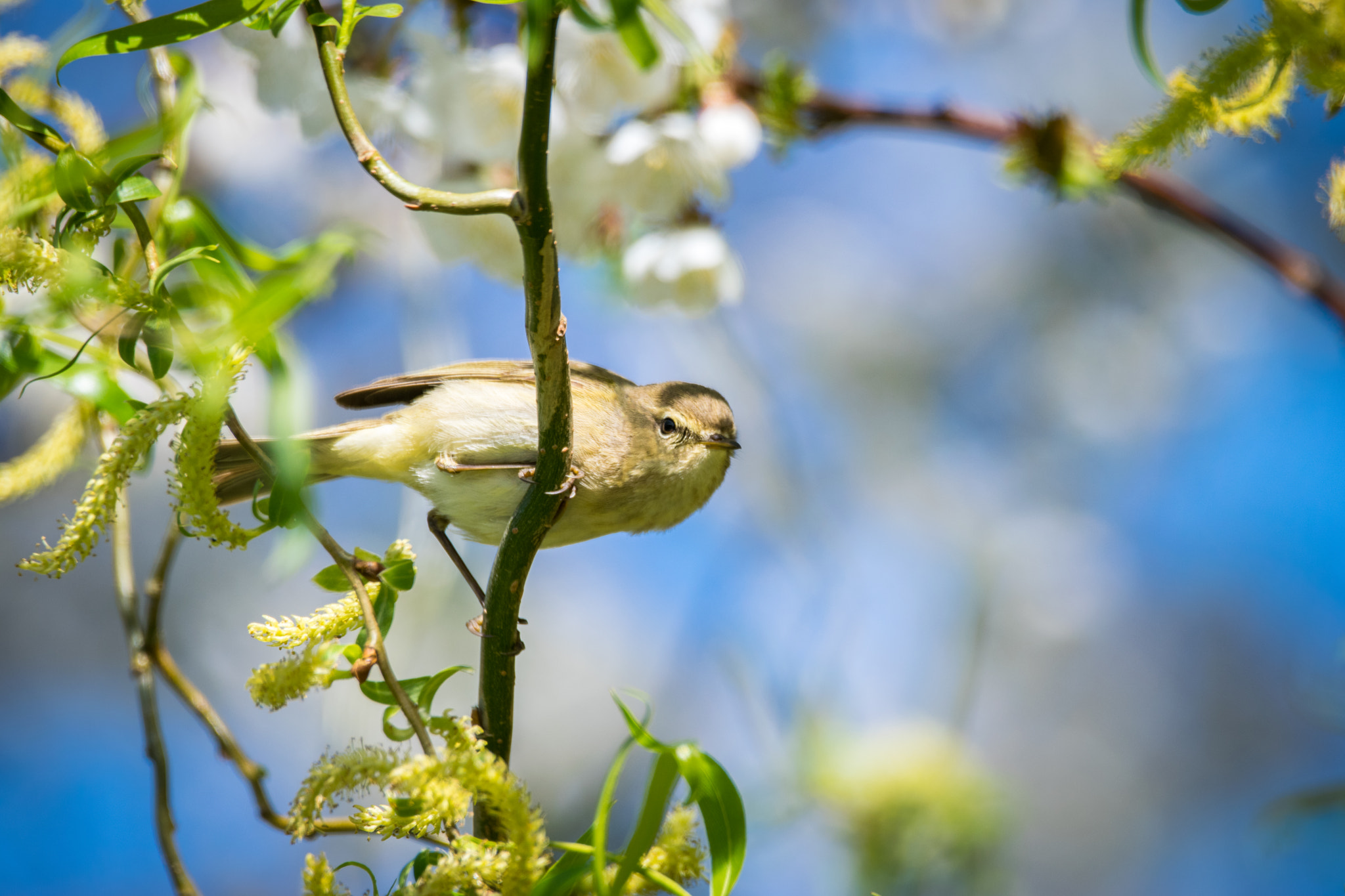Sigma 150-600mm F5-6.3 DG OS HSM | C sample photo. Willow warbler photography