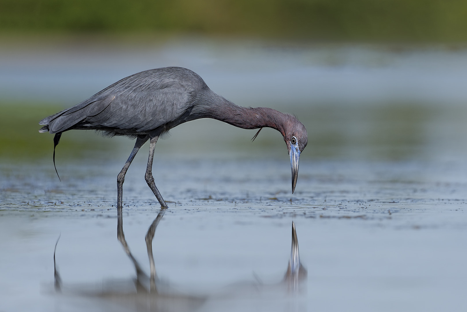 Nikon AF-S Nikkor 200-500mm F5.6E ED VR sample photo. Stalking blue photography