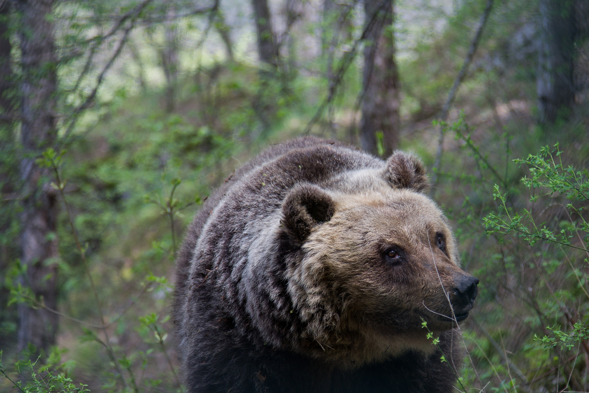 Canon EOS 1100D (EOS Rebel T3 / EOS Kiss X50) + Canon EF 24-105mm F4L IS USM sample photo. Bear photography