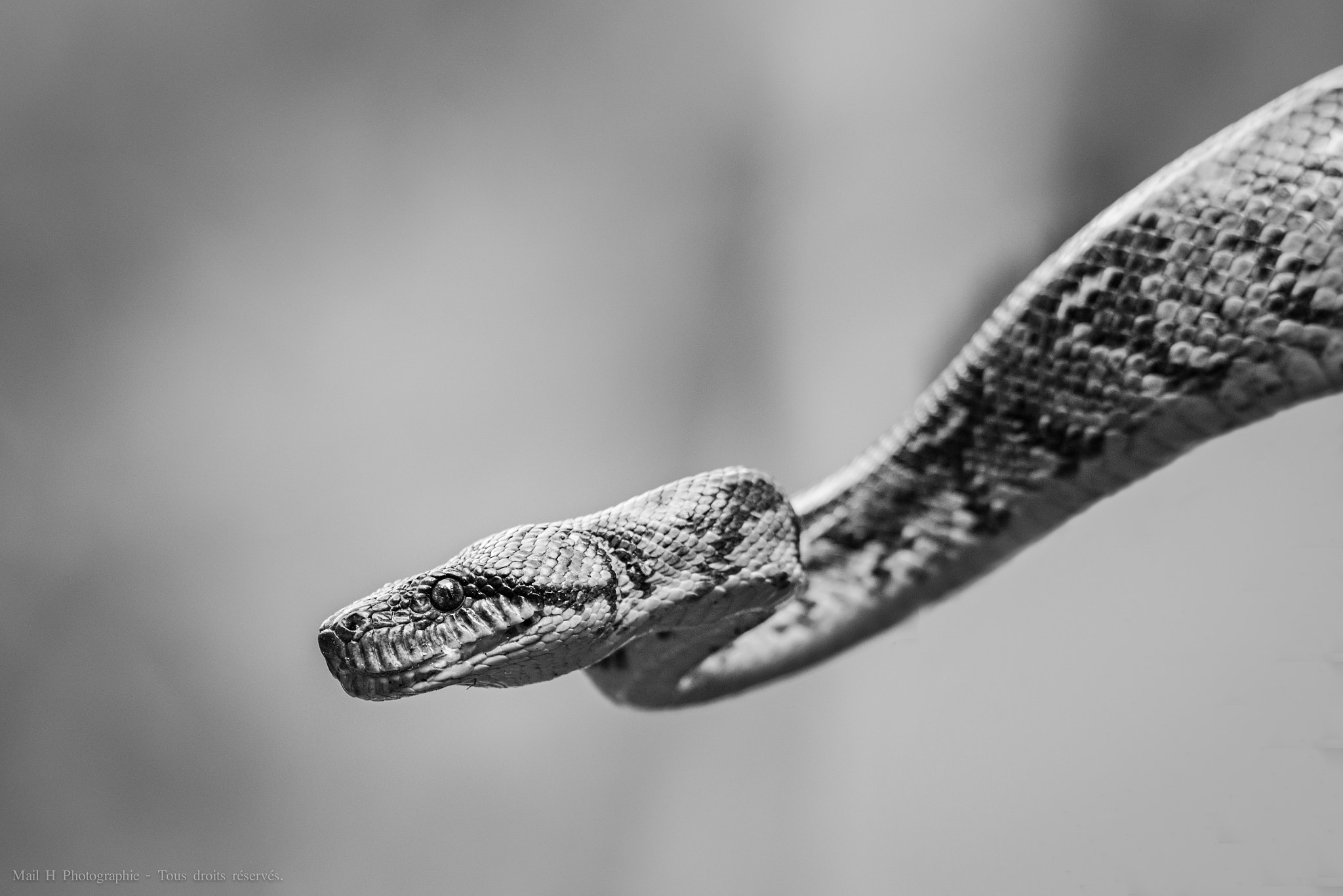 Nikon AF-S Nikkor 300mm F2.8G ED-IF VR sample photo. Boa photography