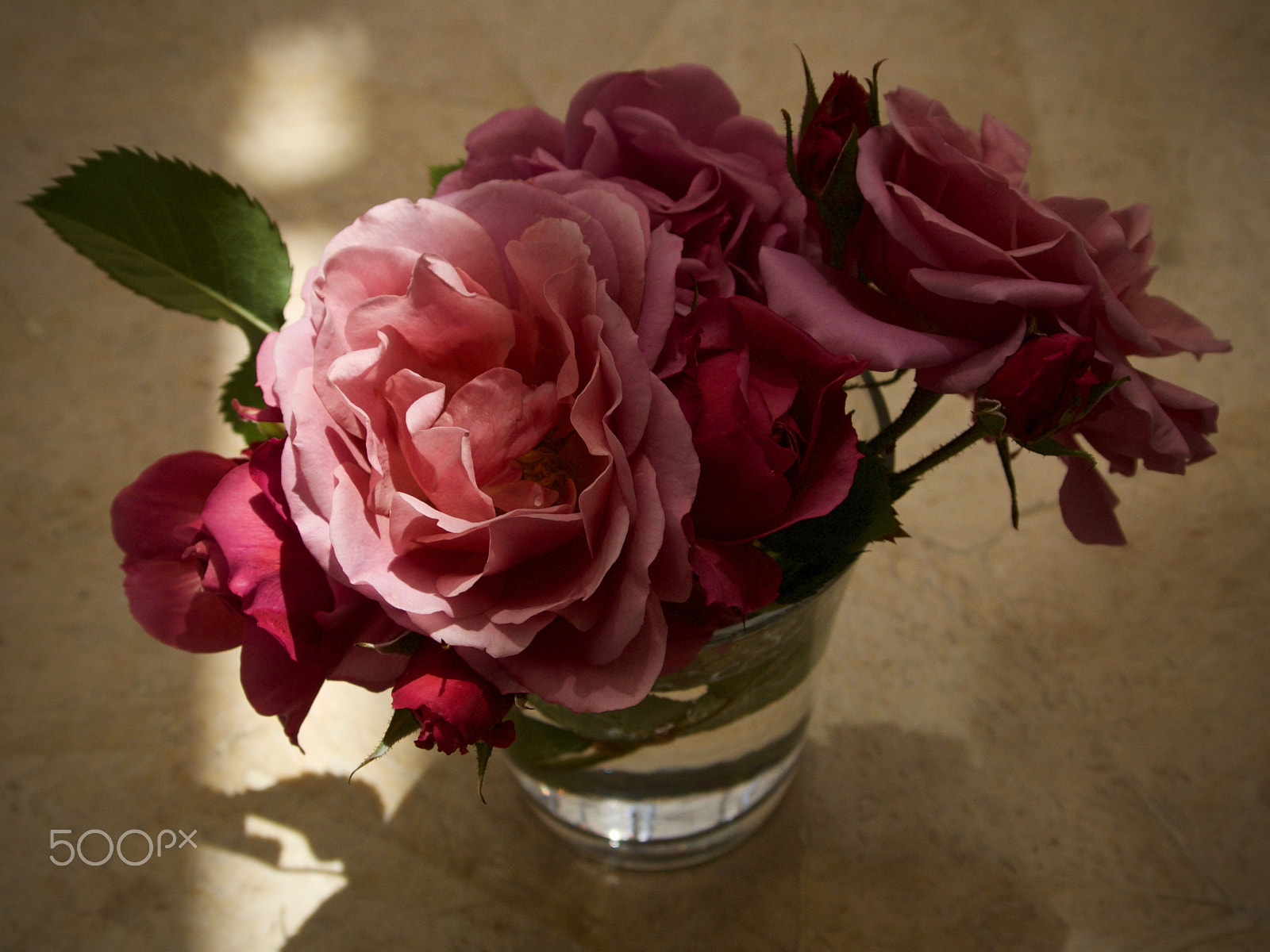 Nikon 1 J2 sample photo. Tea time rose photography
