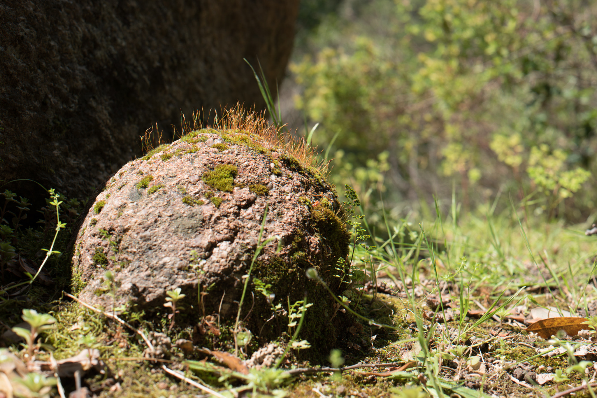 Samsung NX 30mm F2 Pancake sample photo. Small world photography