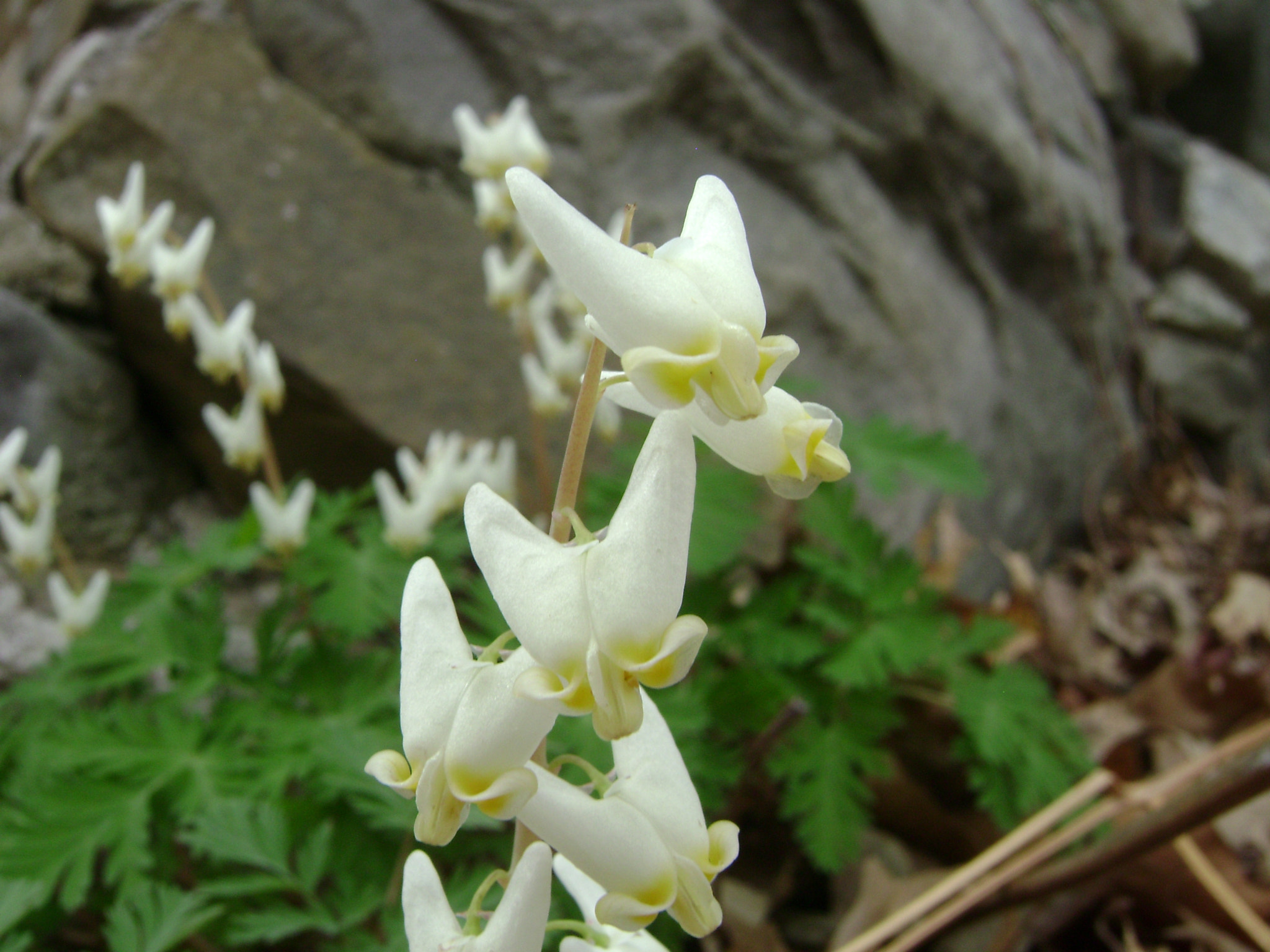 Sony DSC-S700 sample photo. Lily of the valley photography