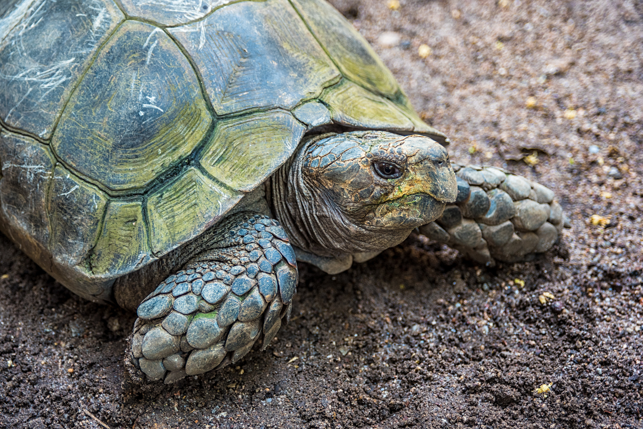 AF Zoom-Nikkor 28-105mm f/3.5-4.5D IF sample photo. Tortoise photography