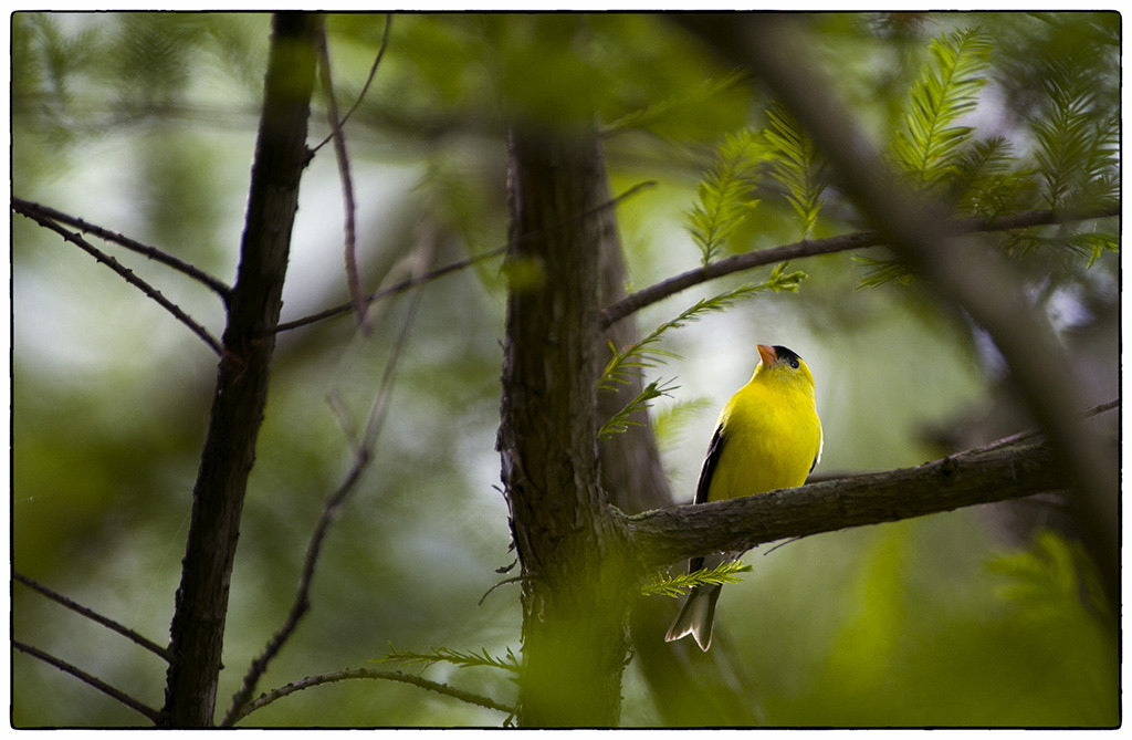 Canon EF 300mm F2.8L IS USM sample photo. Goldfinch photography