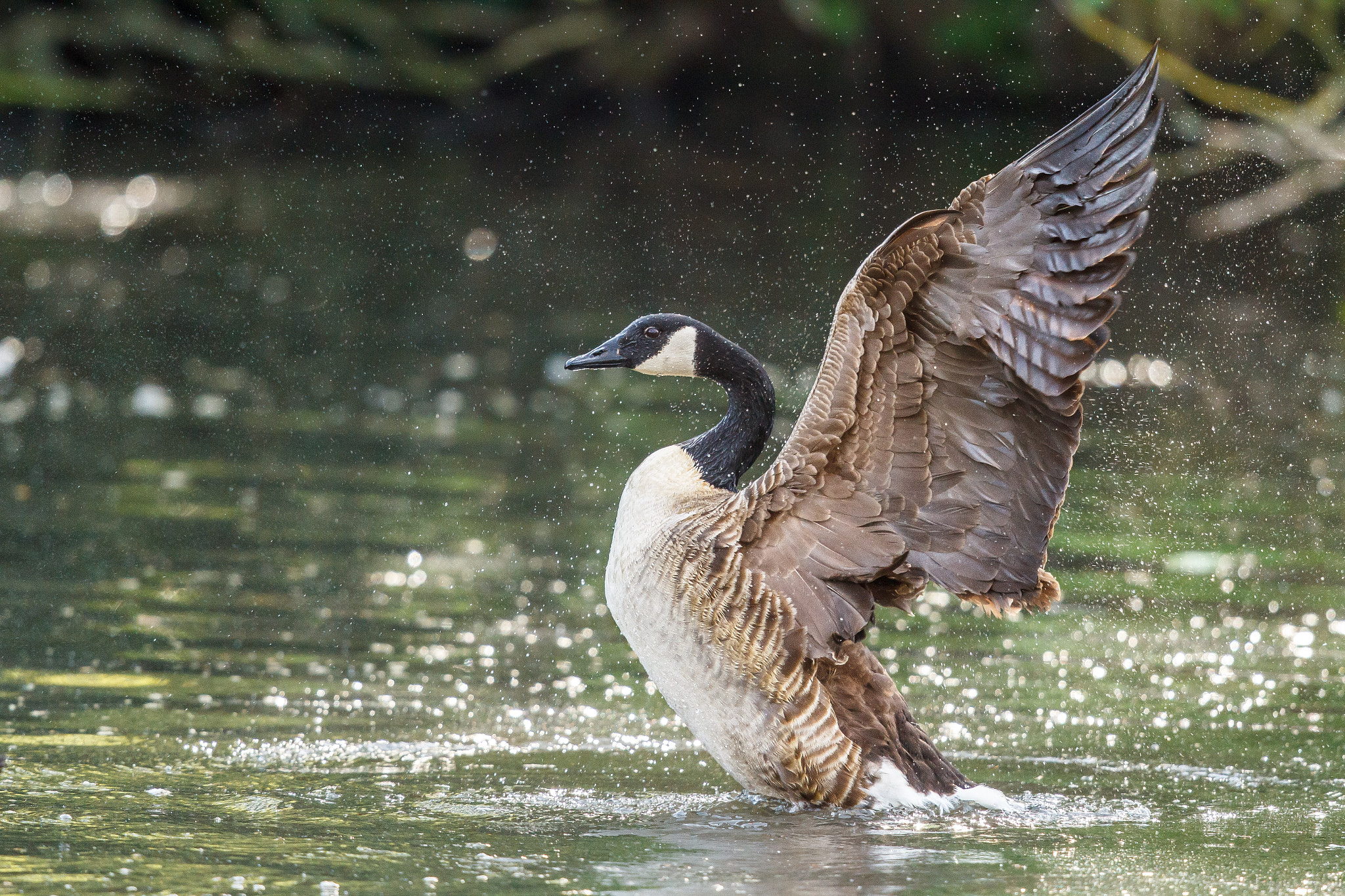 Canon EOS 7D + Canon EF 500mm F4L IS II USM sample photo. Canada goose flapping photography
