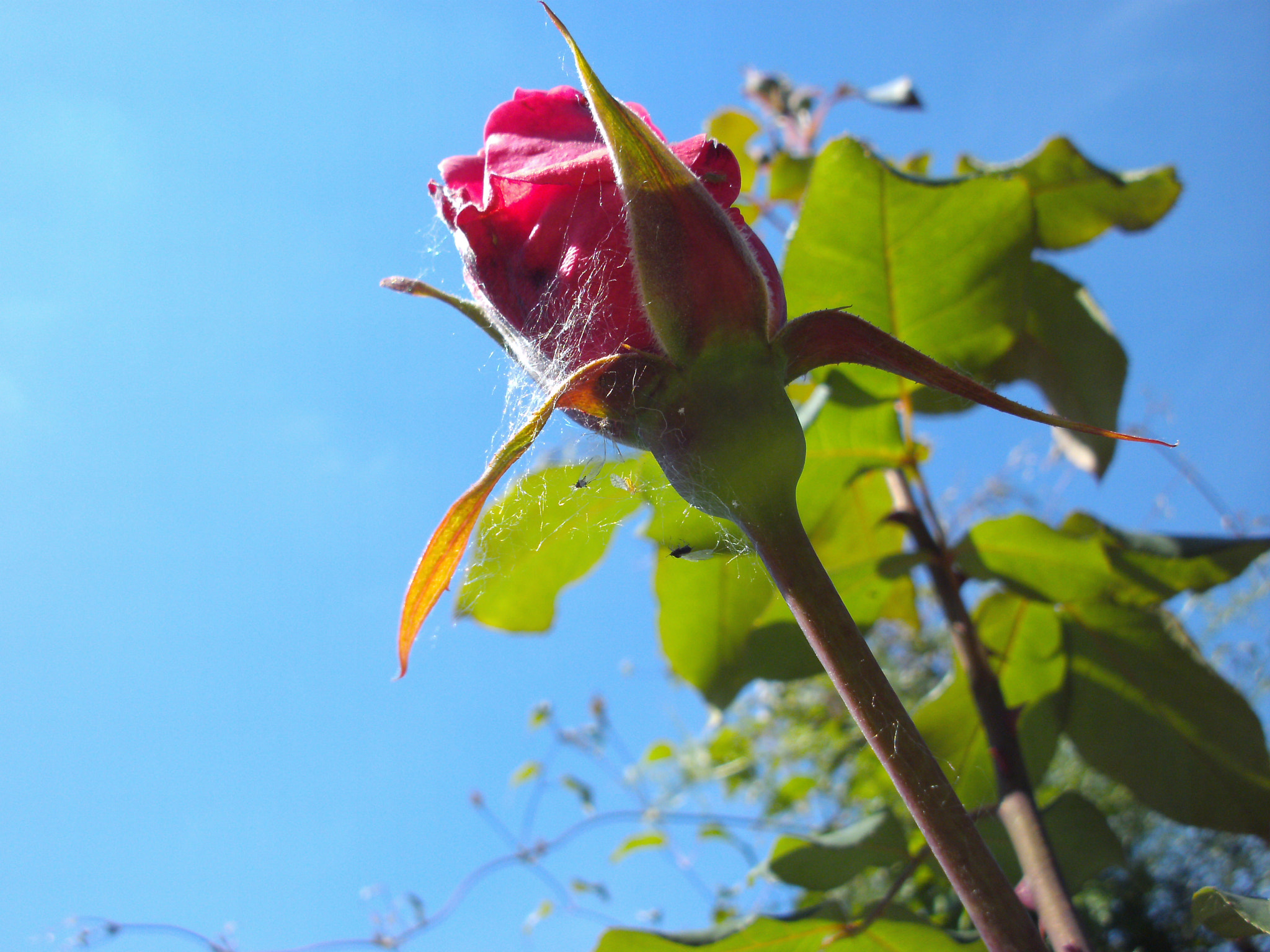 TRAVELER DC 120 sample photo. The red rose photography