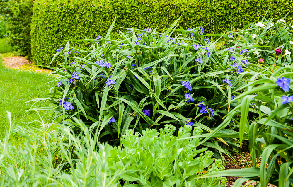 Pentax K20D sample photo. Flowers photography
