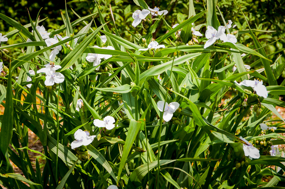 Pentax K20D sample photo. Flowers photography
