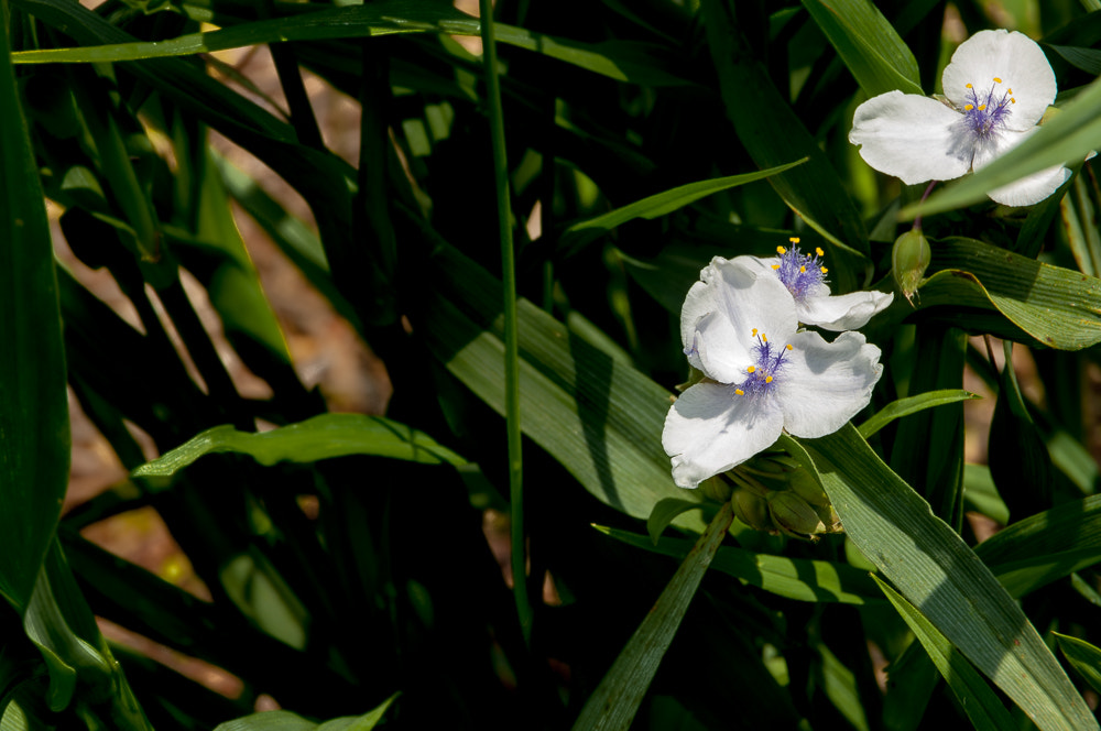 Pentax K20D sample photo. Flowers photography