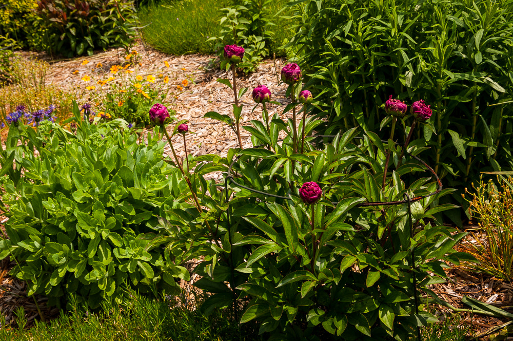 Pentax K20D sample photo. Flowers photography