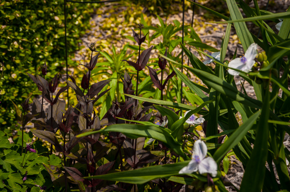 Pentax K20D sample photo. Flowers photography