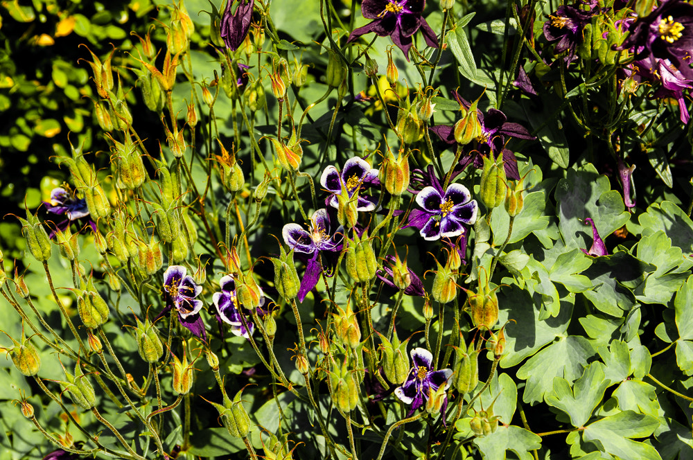 Pentax K20D sample photo. Flowers photography