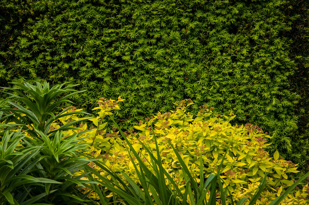 Pentax K20D sample photo. Flowers photography