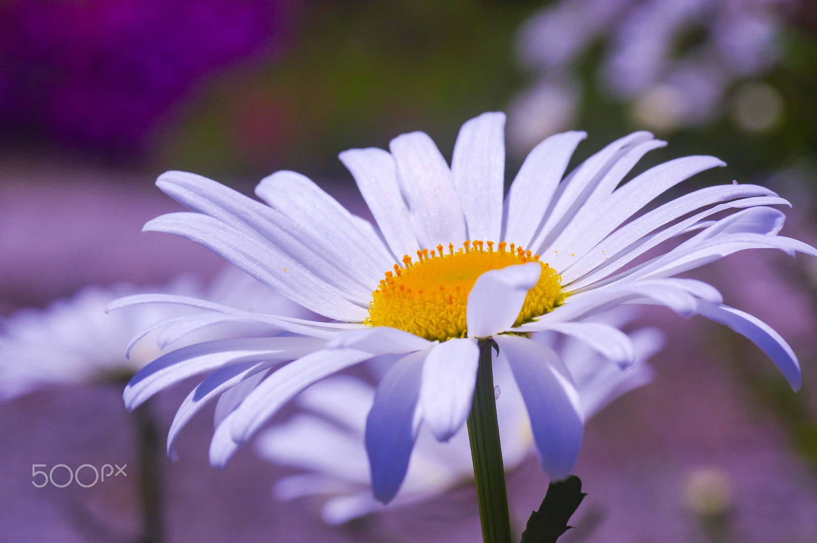 Tamron SP AF 90mm F2.8 Di Macro sample photo. Today's model photography
