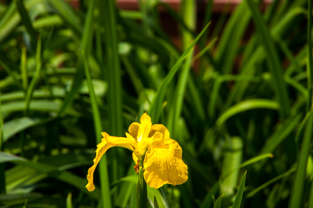 Pentax K20D sample photo. Flowers photography