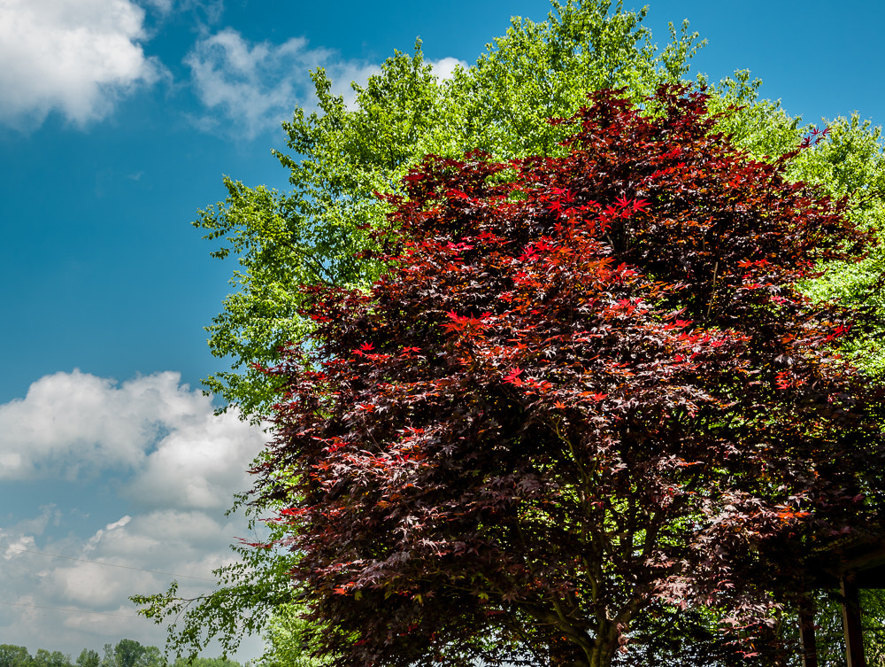Pentax K20D sample photo. Colorful tree's photography