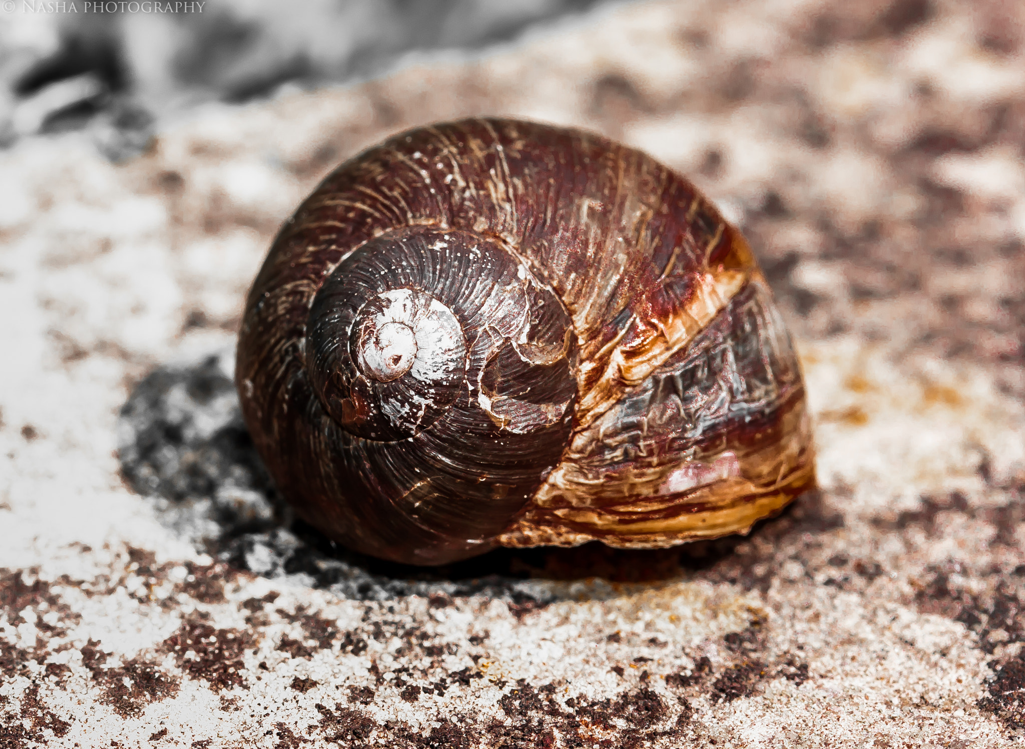 Canon EF-S 60mm F2.8 Macro USM sample photo. Hurt photography