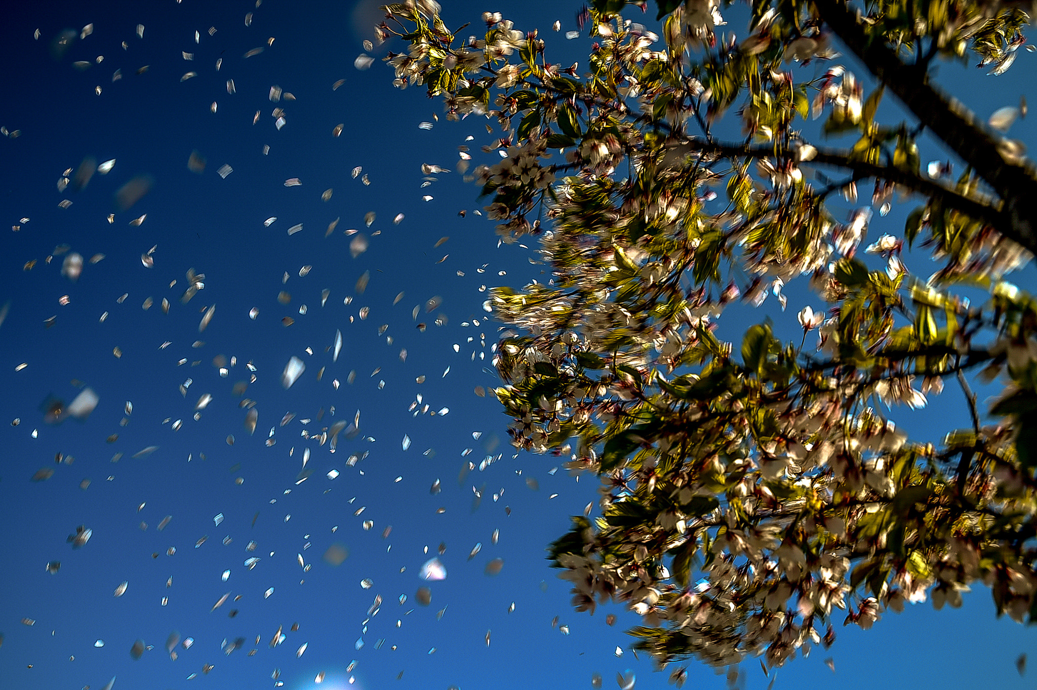 Nikon D4S sample photo. Japanese garden photography