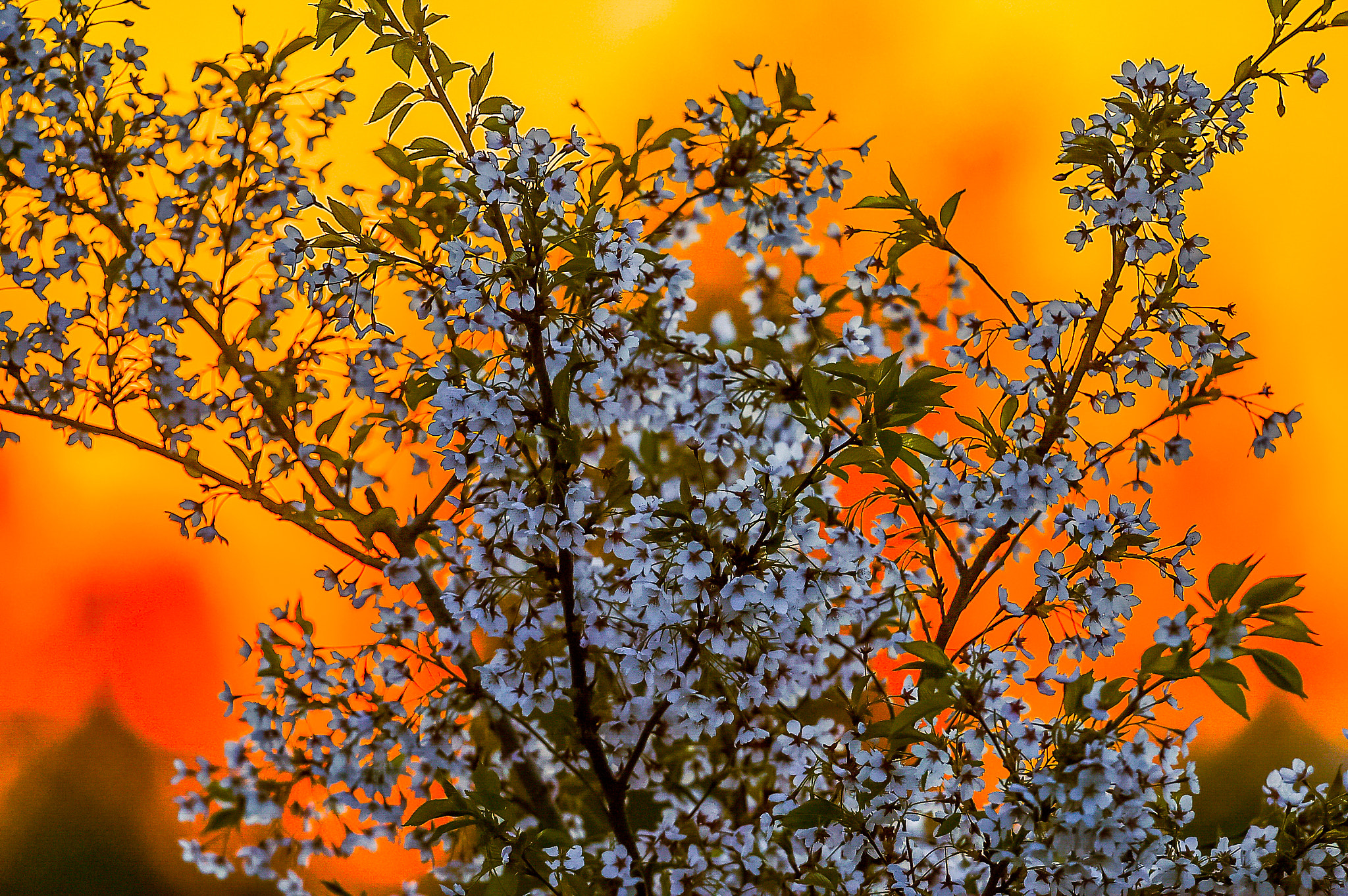 Nikon D4S + Nikon AF-S Nikkor 400mm F2.8G ED VR II sample photo. Japanese garden photography