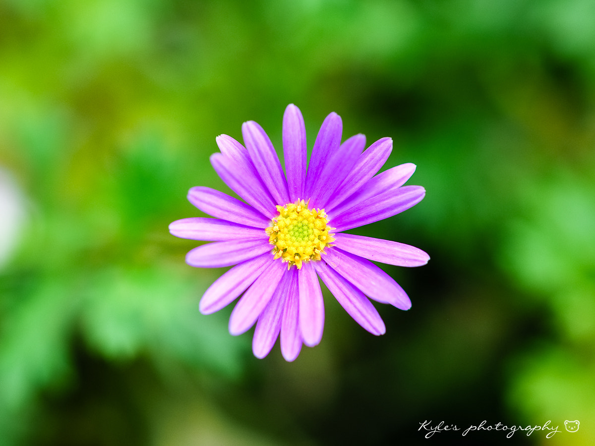 Olympus OM-D E-M1 + OLYMPUS 50mm Lens sample photo. Purple photography