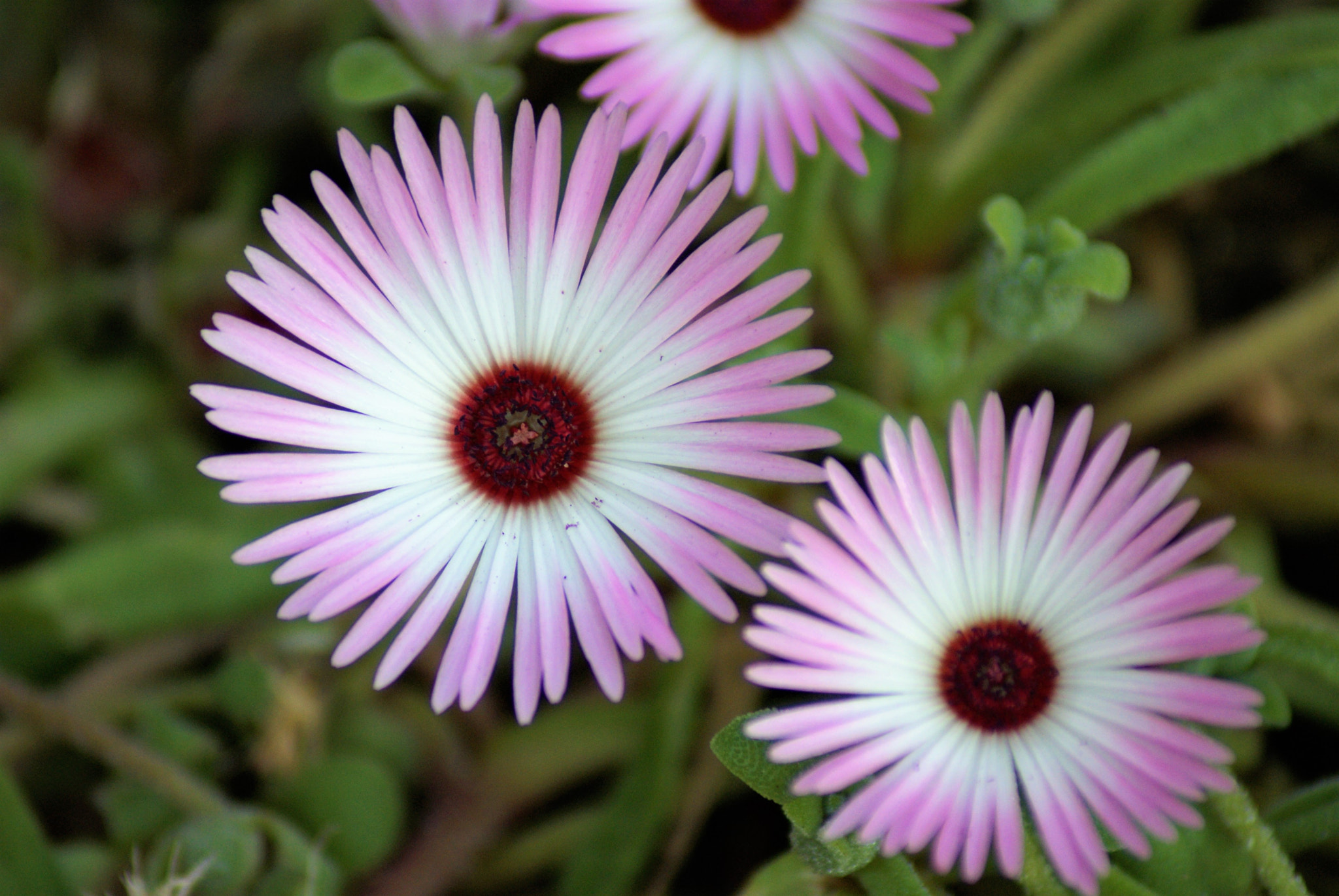 Sony Alpha DSLR-A300 sample photo. Bellis perennis photography
