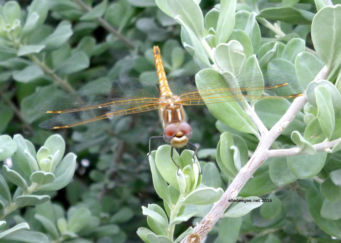 Panasonic Lumix DMC-ZS25 (Lumix DMC-TZ35) sample photo. Golden dragonfly on sage photography