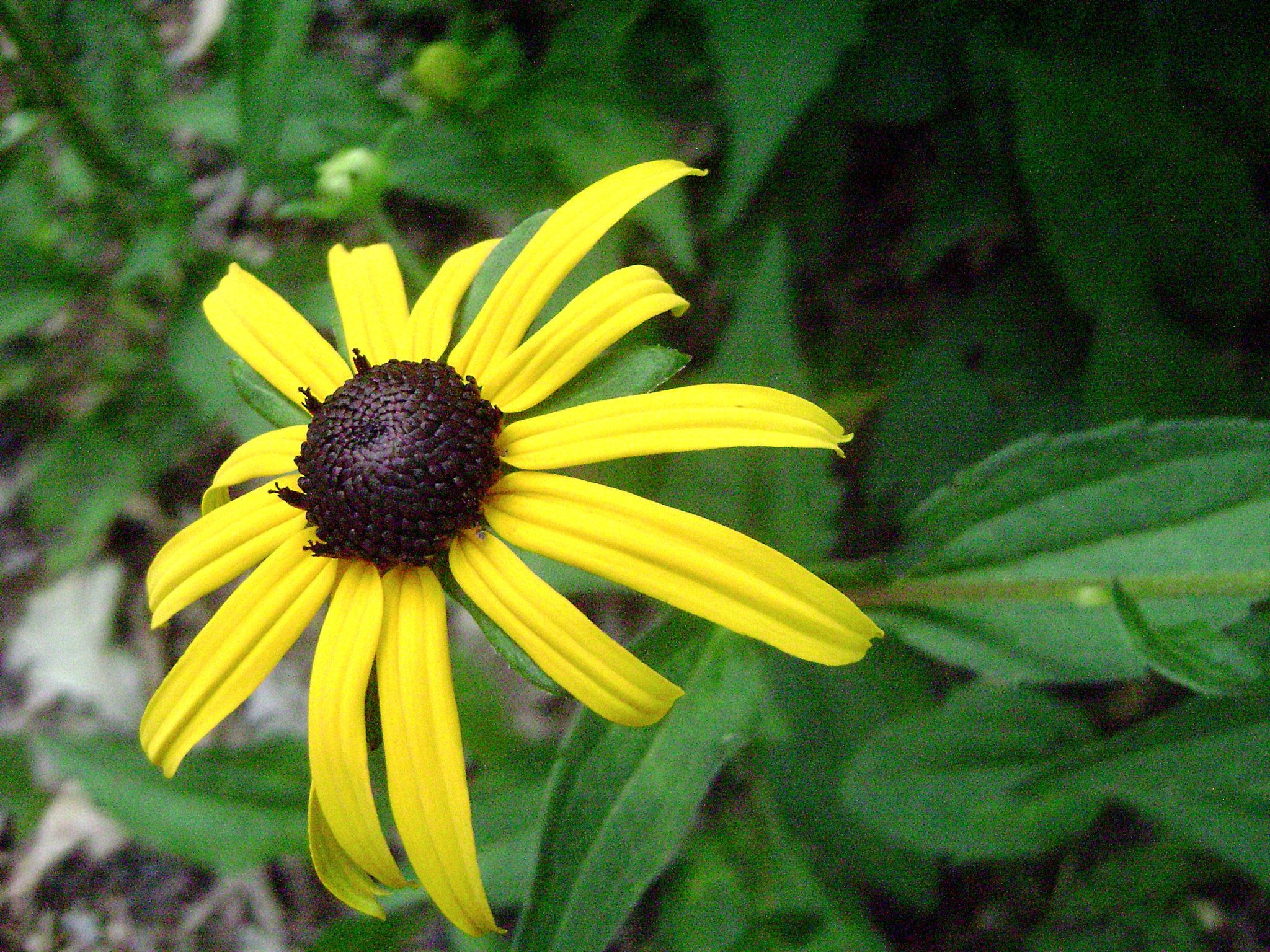 Sony DSC-S700 sample photo. Flower photography