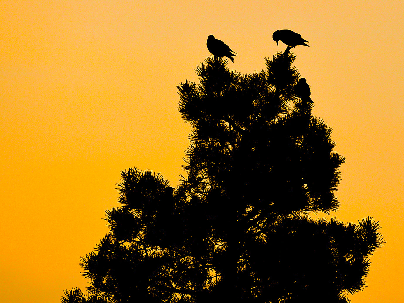 Nikon AF-S Nikkor 400mm F2.8G ED VR II sample photo. Japanese garden photography