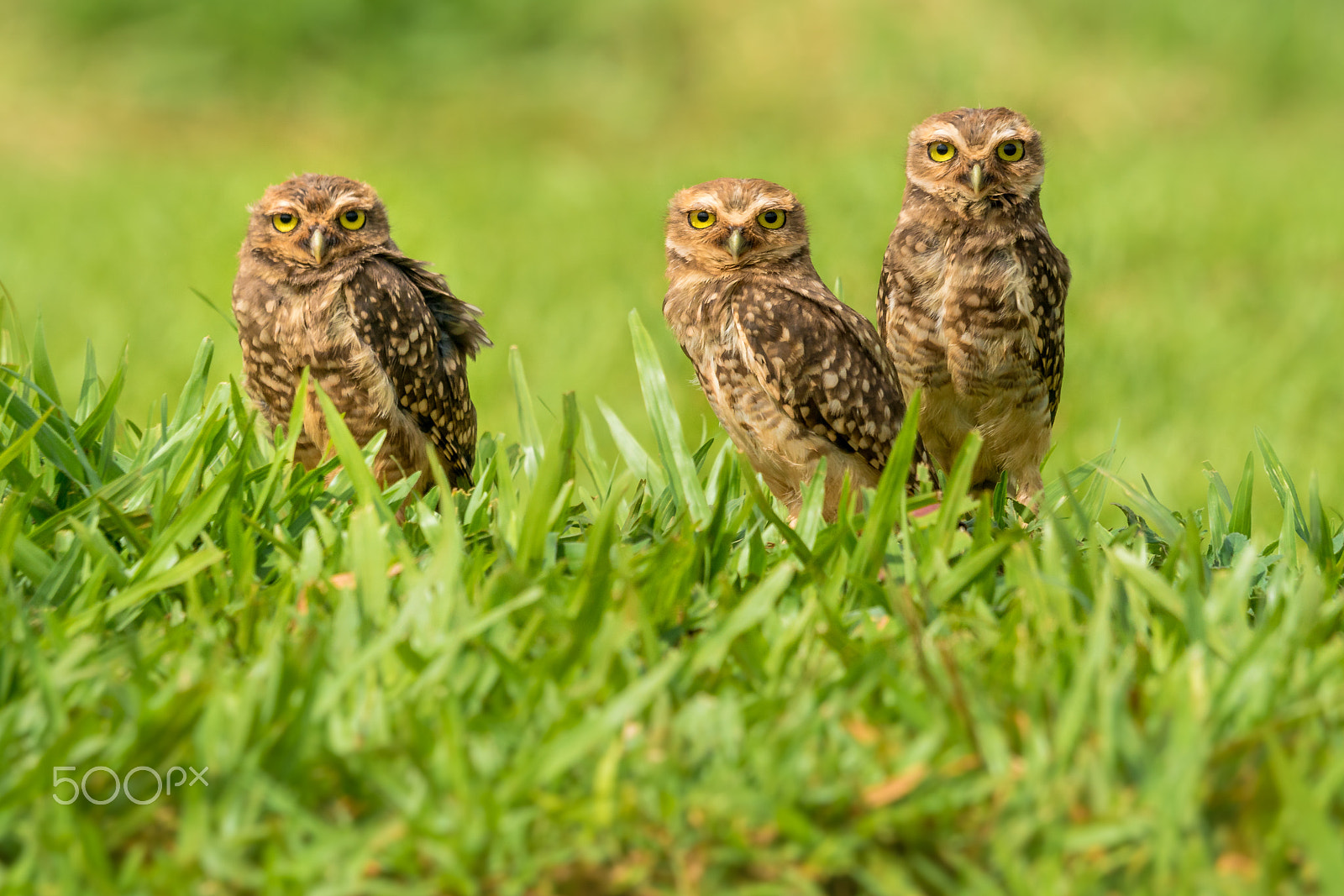 Sony ILCA-77M2 + Sony 70-400mm F4-5.6 G SSM sample photo. Three brothers photography