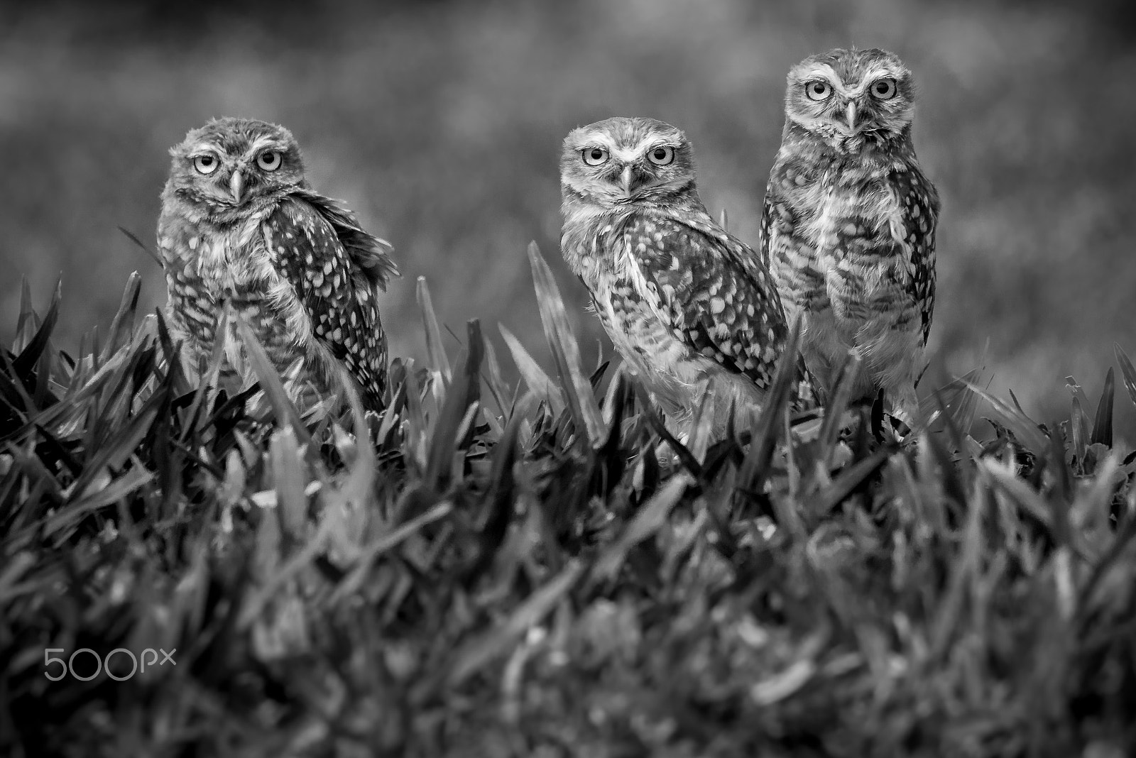Sony ILCA-77M2 + Sony 70-400mm F4-5.6 G SSM sample photo. Three brothers photography