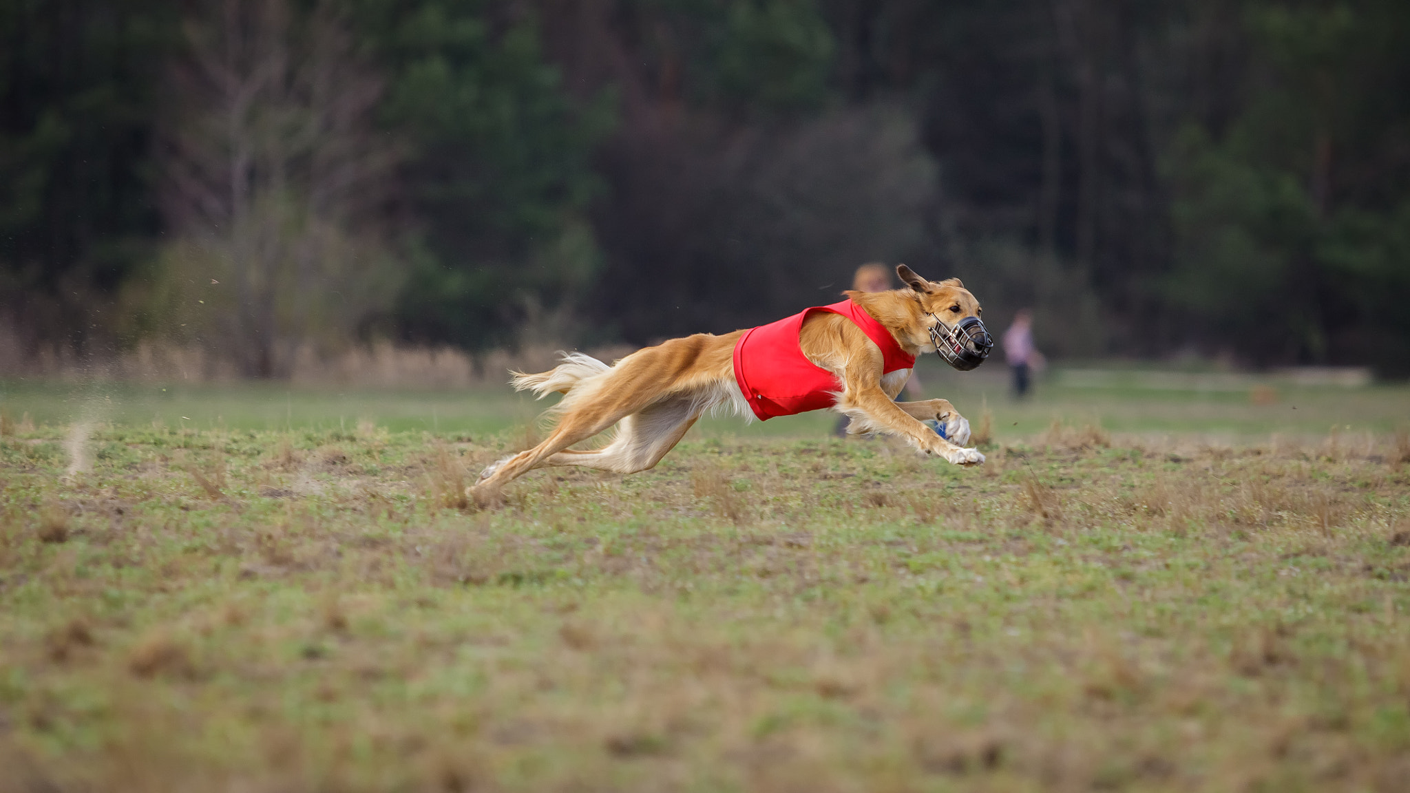 Canon EF 70-200mm F2.8L USM sample photo. Coursing. yuzhnorusskaya borzaya dogs running photography