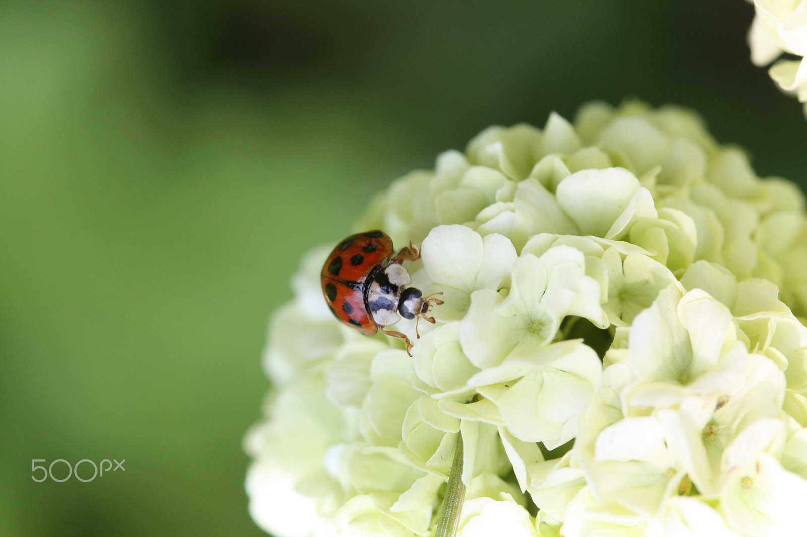 Canon EF 100mm F2.8 Macro USM sample photo. In my garden photography