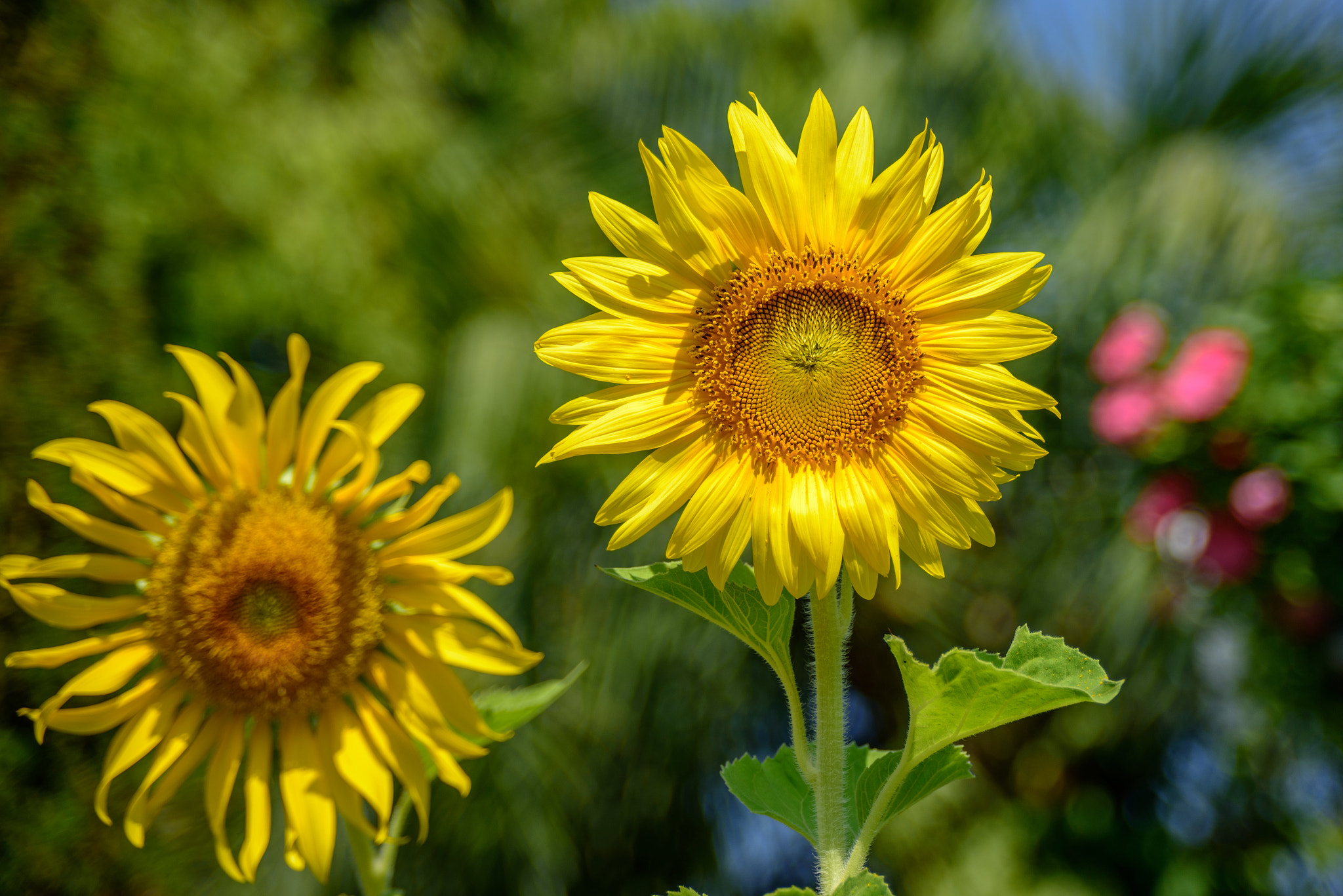 AF Zoom-Nikkor 28-105mm f/3.5-4.5D IF sample photo. Sunflower photography