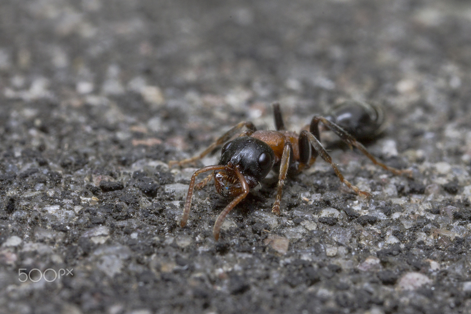 Canon MP-E 65mm F2.5 1-5x Macro Photo sample photo. My practice (ant) photography