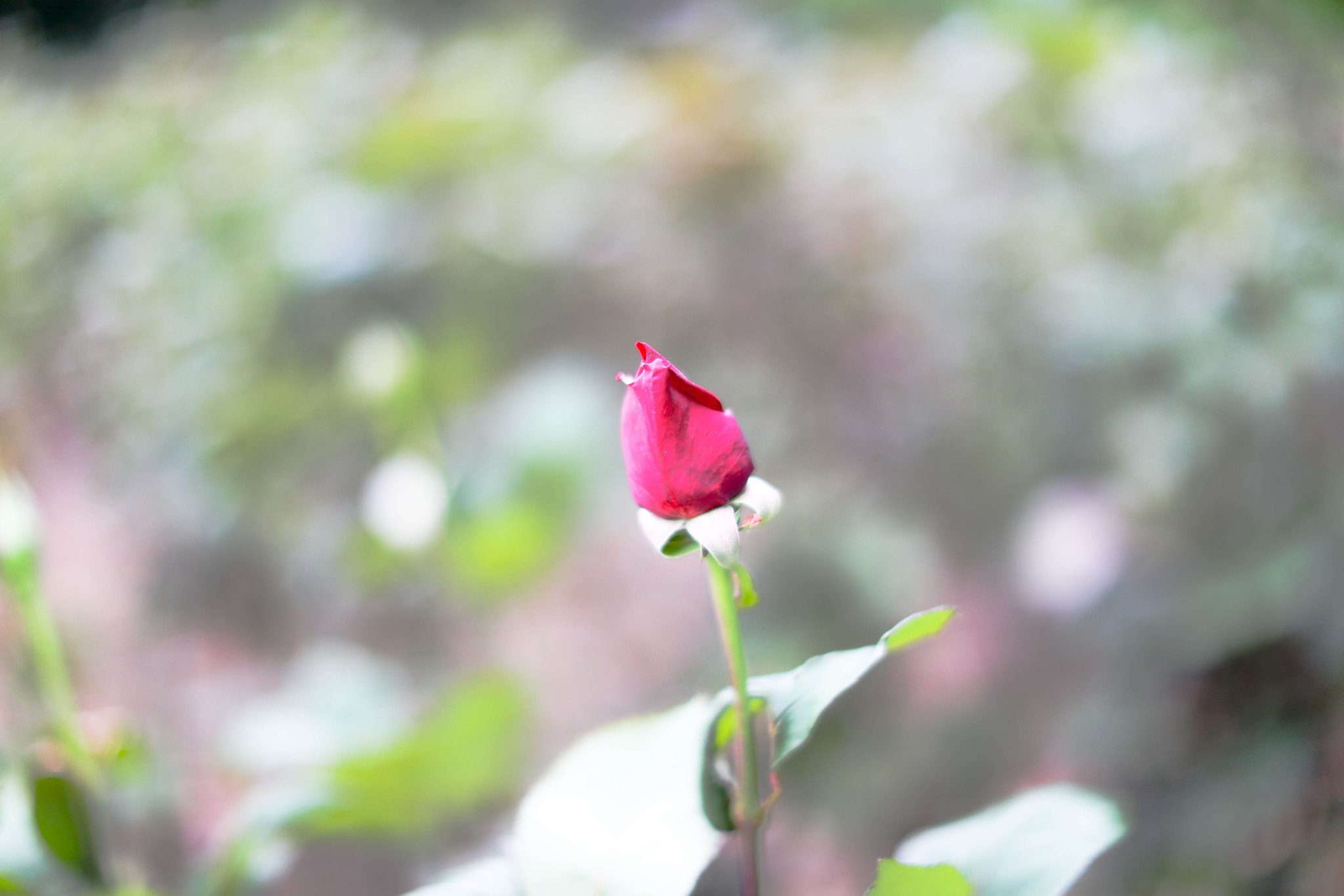 Canon EF 50mm F1.2L USM sample photo. A red rose photography