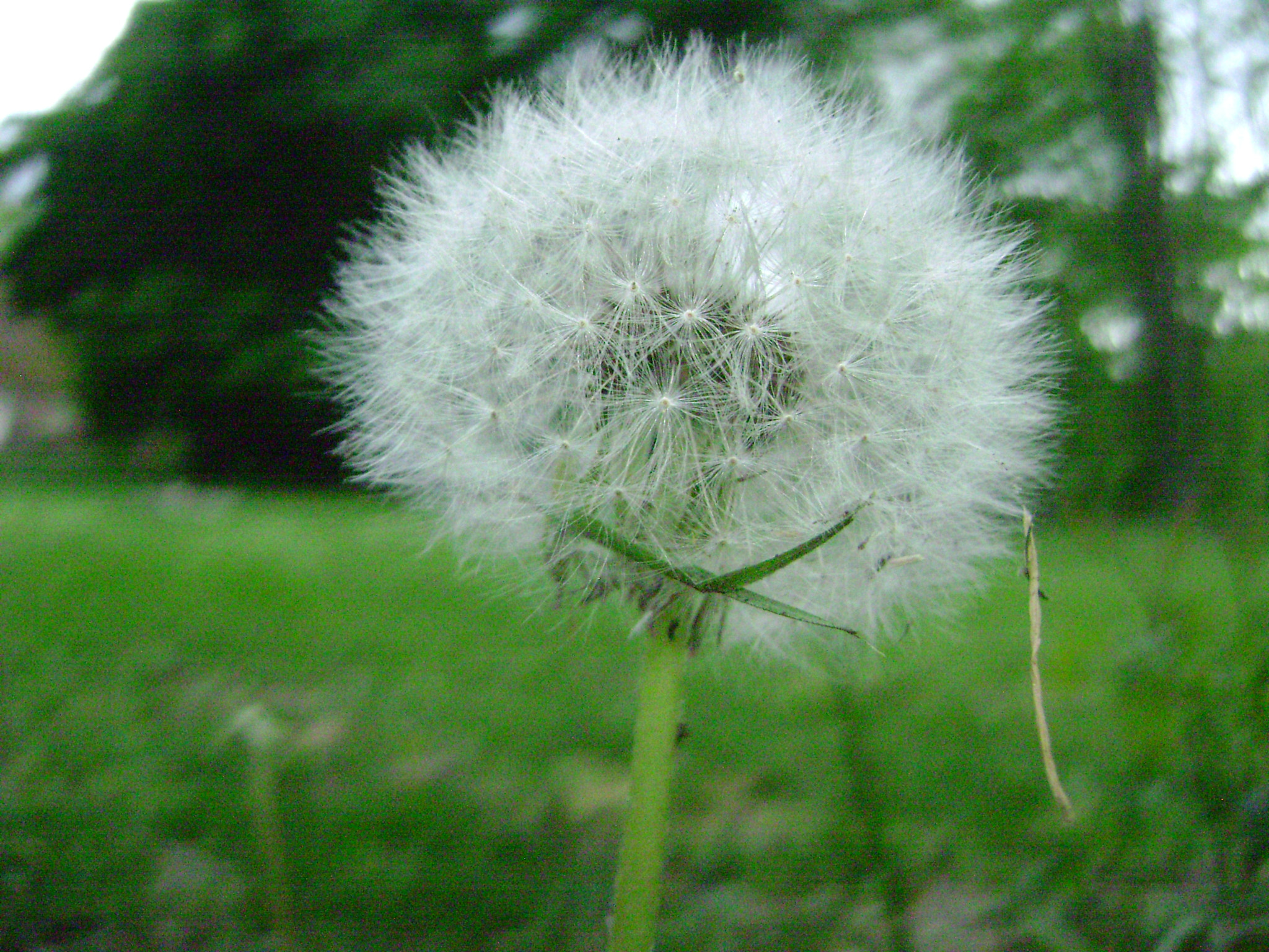 Sony DSC-S700 sample photo. A wish photography